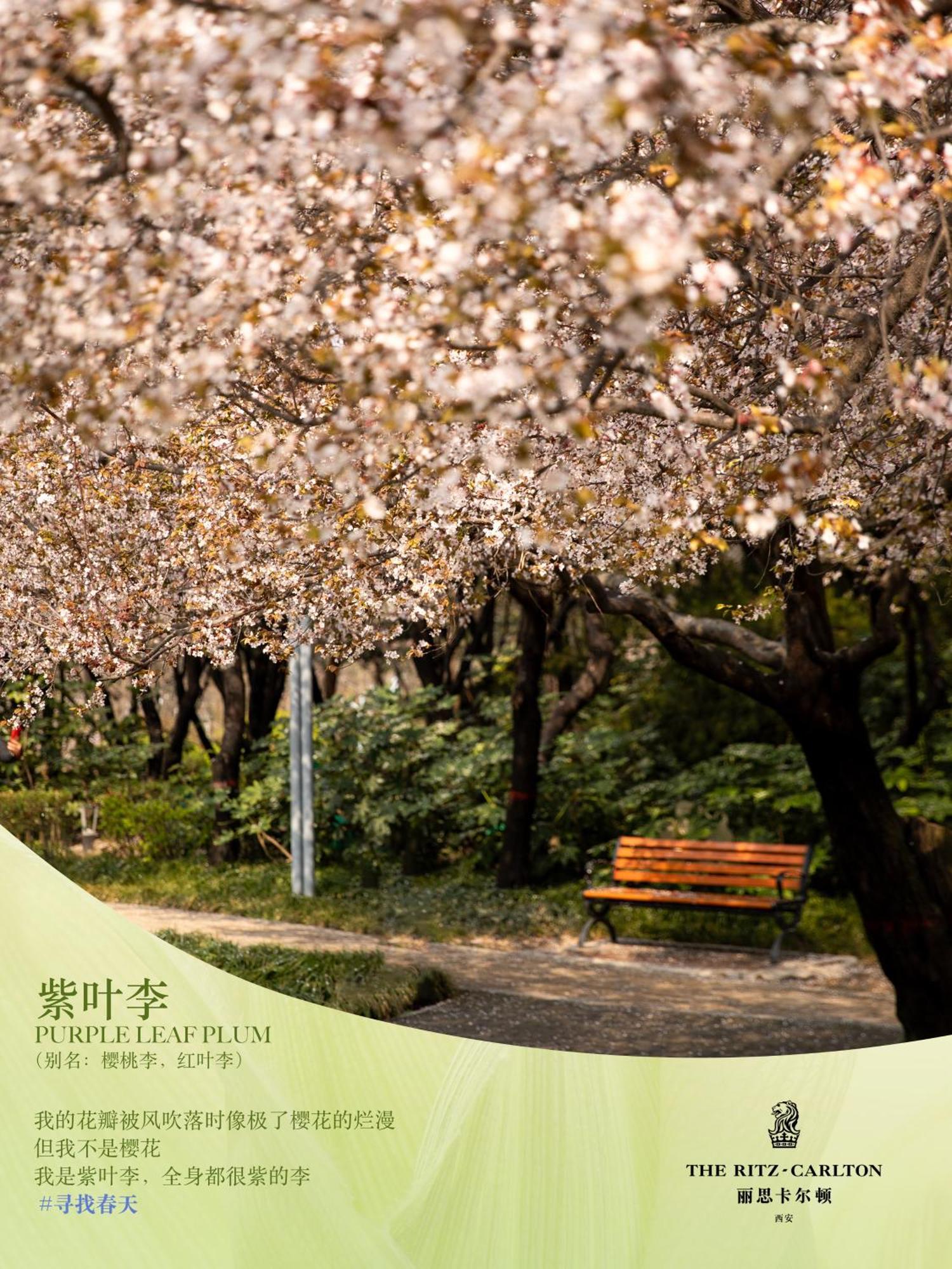 Отель The Ritz-Carlton, Xi'An Сиань Экстерьер фото